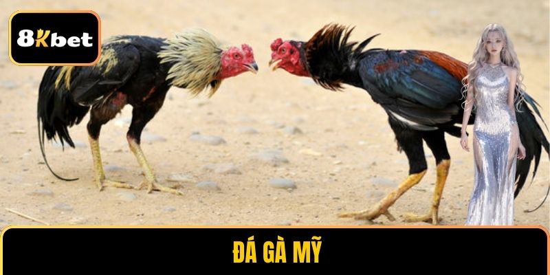Đá gà Mỹ